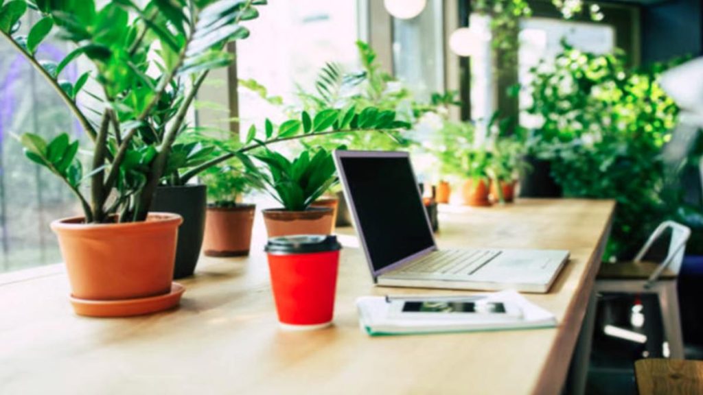 Indoor Plants Benefits