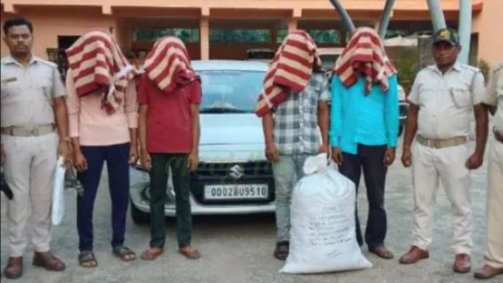Ganja Smuggler Busted