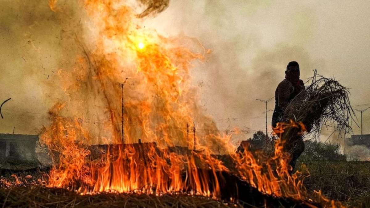 पंजाब में फिर भड़की पराली की आग: अब तक दर्ज हुए 116 केस, अमृतसर सबसे आगे