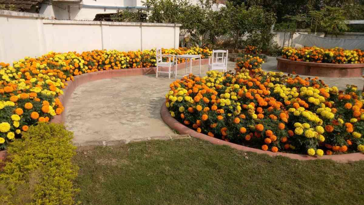सर्दियों में सजाएं घर रंग-बिरंगे गेंदे से, बस अपनाएं ये आसान गार्डनिंग ट्रिक