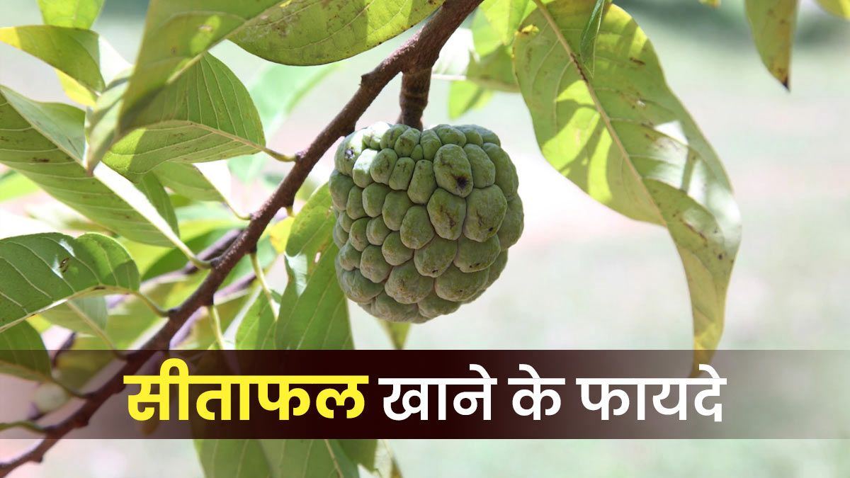 बहुत स्वादिष्ट लगता है सीताफल यानी Custard Apple, यहां जाने इसे खाने के फायदे …