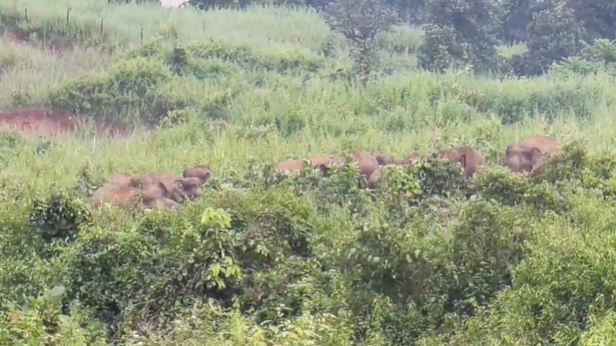 CG NEWS : हाथियों के झुंड ने युवक को कुचला, इधर विचरण से नेशनल हाईवे पर आवागमन बाधित, वन विभाग के अधिकारी मौके पर