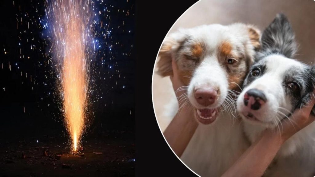 Diwali 2025 Pet Safety Tips