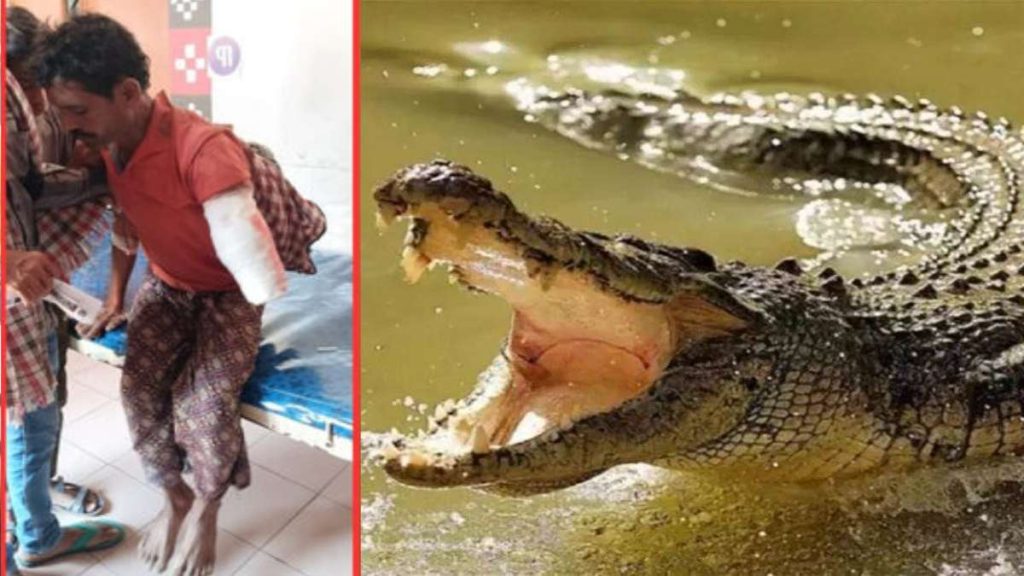 Odisha Farmer Crocodile Attack