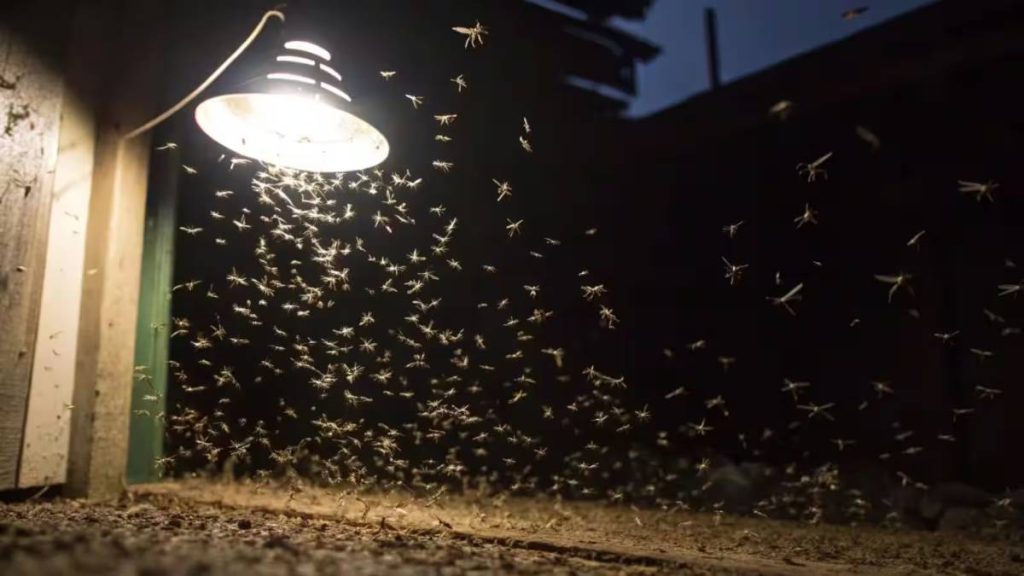 Remedies to Get Rid of Insects