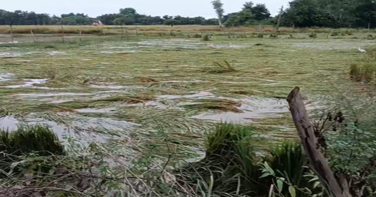 बारिश ने बर्बाद कर दी किसानों की सालभर की मेहनत, कटाई के लिए तैयार थी फसल, खेत में जलभराव होने से अंकुरित हो रही धान की बालियां