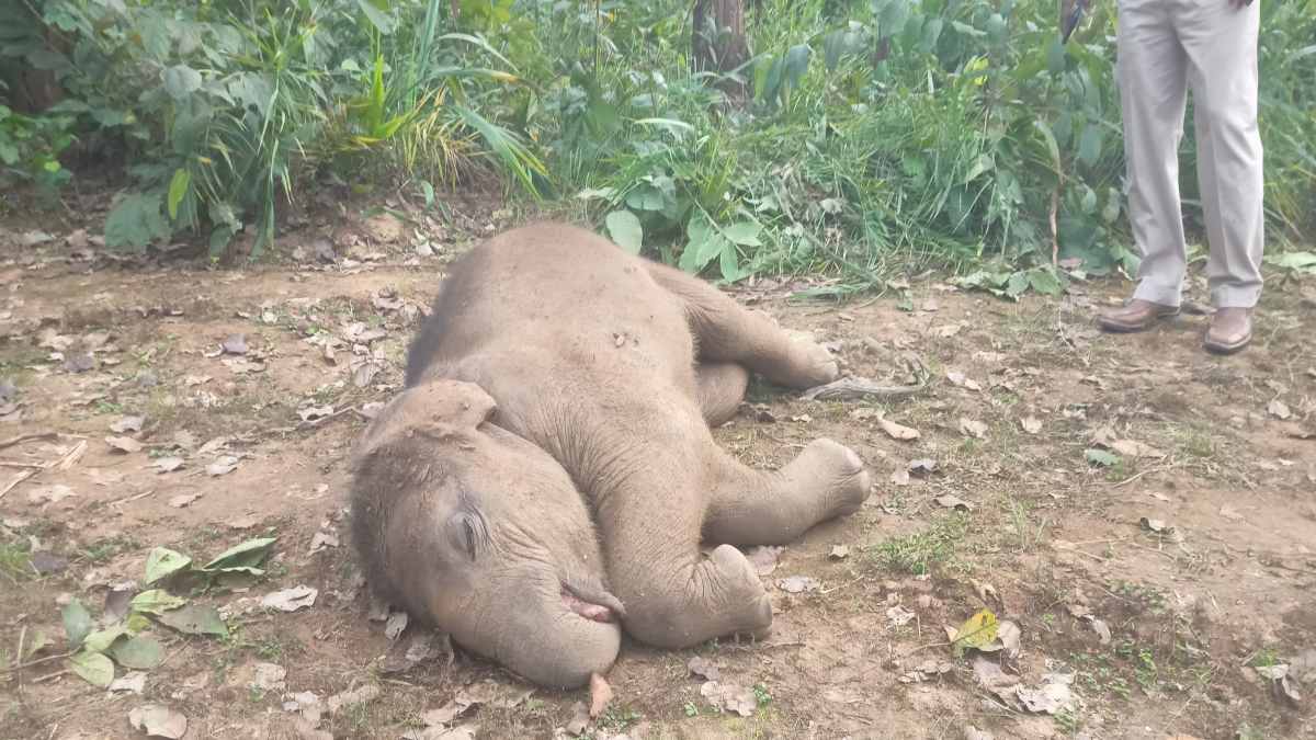 CG News: तालाब में डूबने से हाथी शावक की मौत, जिले में सालभर में यह 5वीं घटना