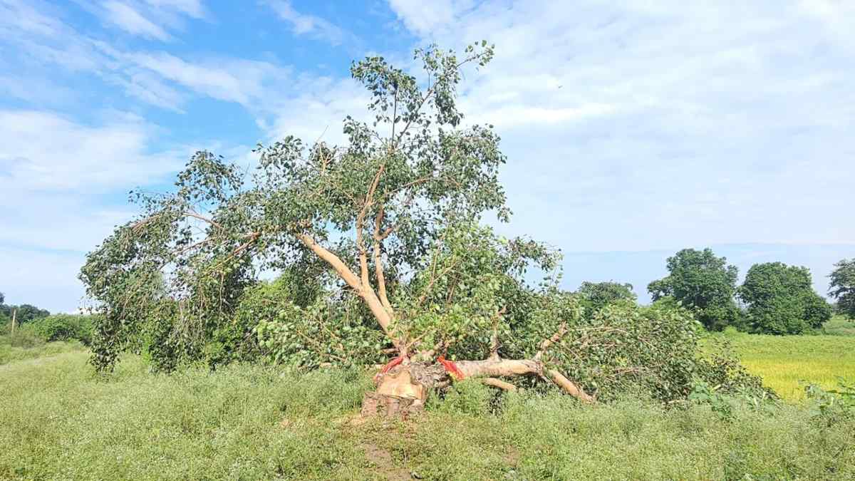 हिंदू आस्था पर प्रहार: देर रात काटा गया हनुमान जी से लगा का पीपल वृक्ष, गांव में भड़का जन आक्रोश