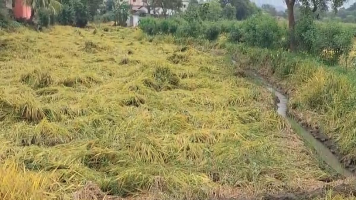 चक्रवाती तूफान ‘मोंथा’ का छत्तीसगढ़ में असर : बारिश से खेतों में खड़ी धान की फसलें बर्बाद, किसानों की बढ़ी चिंता, रेल सेवाएं भी हुई बाधित