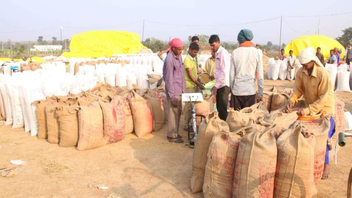 धान खरीदी के लिए एग्रीस्टैक पोर्टल में पंजीयन अनिवार्य, 31 अक्टूबर तक पंजीयन करा सकेंगे किसान