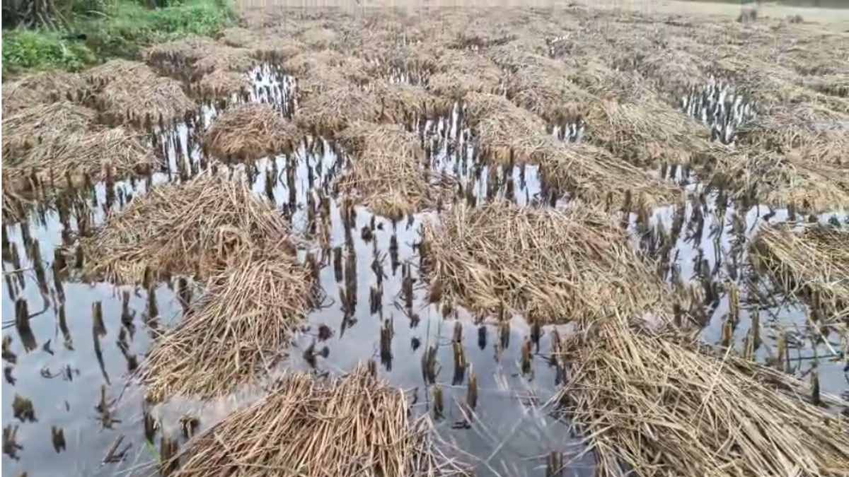 किसानों के लिए आफत बनी बेमौसम बारिश : खेतों में भरा पानी, सड़ने लगी धान की फसल, किसानों ने की मुआवजा देने की मांग