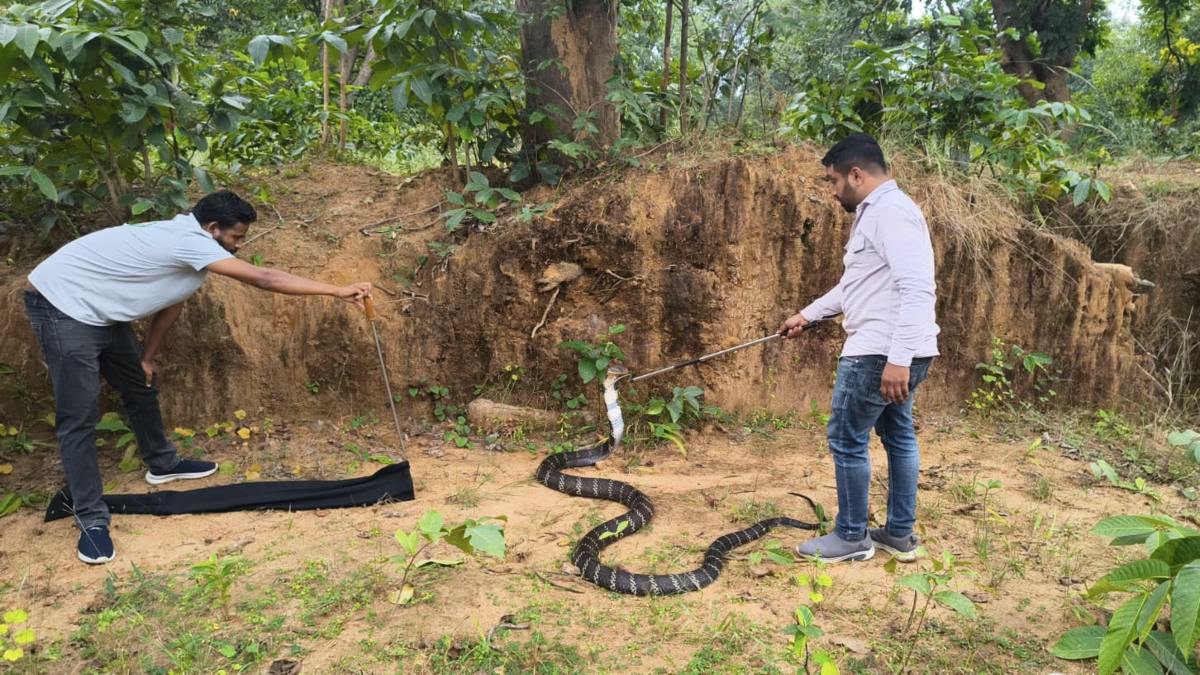 छत्तीसगढ़ में मिला विशालकाय सांप : खेत में दिखा 13 फीट लंबा किंग कोबरा, देखने उमड़ पड़ा लोगों का हुजूम, देखें Video …