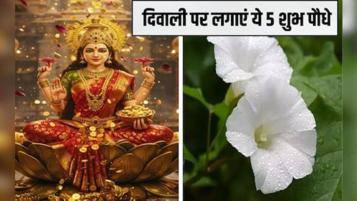 Diwali 2025 : दीपावली के दिन जरूर लगाएं ये पौधे, होता है अत्यंत शुभ
