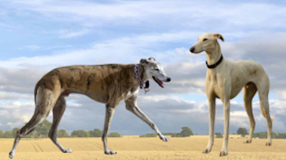 बीएसएफ ने रामपुर और मुधोल हाउंड नस्ल के भारतीय कुत्तों को किया मोर्चे पर तैनात, जानिए इनके बारे में…