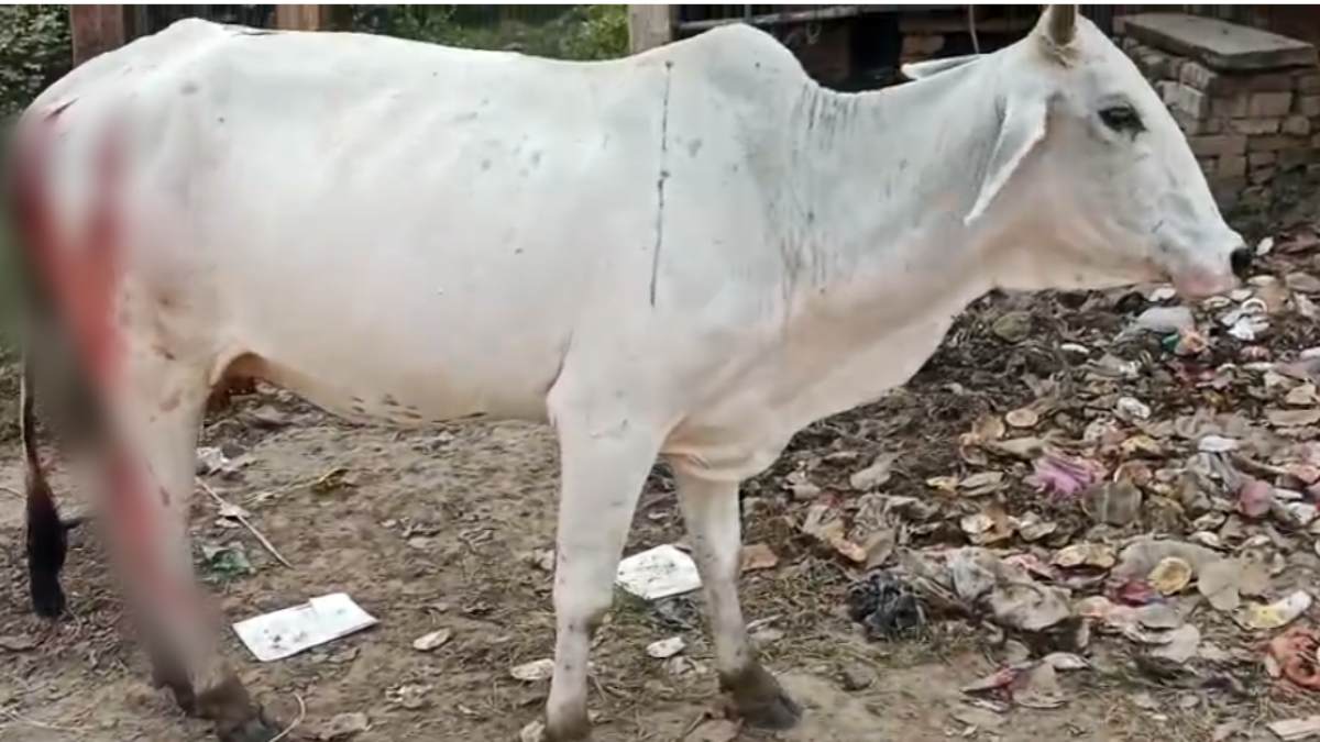 इंसान है या हैवान? गाय के घास खाने पर भड़का सुलतान, कुल्हाड़ी से 7 बार वार कर किया लहूलुहान, बजरंग दल ने आरोपी के घर का किया घेराव