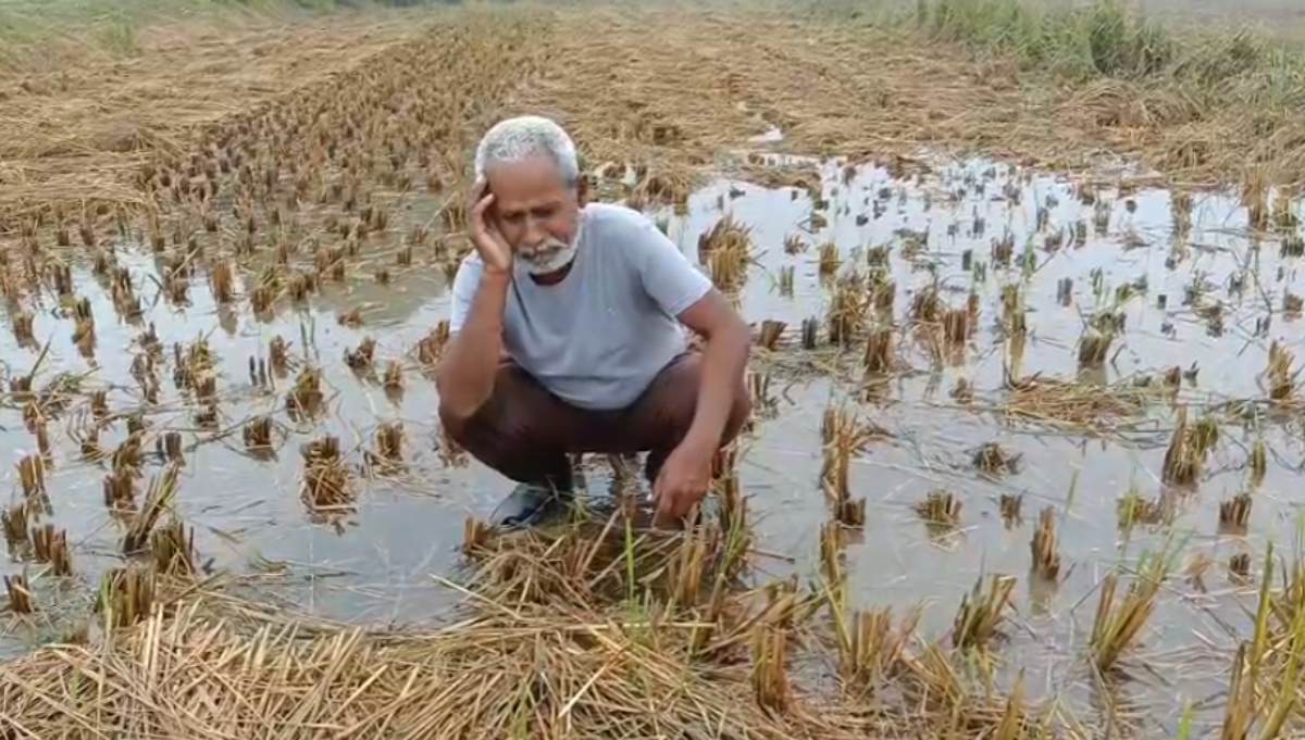 मऊगंज में आसमान से बरसी आफत: बारिश ने डुबोई किसानों की मेहनत, रोते हुए अन्नदाता ने लगाई मदद की गुहार