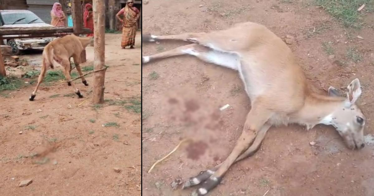 वन विभाग की लापरवाही ने ली जान: नीलगाय के शावक ने तड़प-तड़पकर तोड़ा दम, घंटों तक नहीं पहुंचे अधिकारी