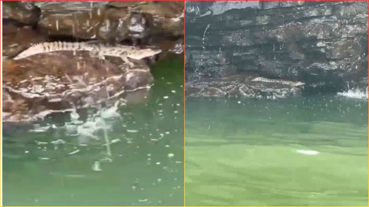 Omkareshwar: नर्मदा नदी में दिखा मगरमच्छ, श्रद्धालुओं में मचा हड़कंप