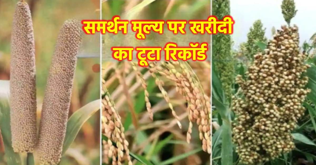 MP में समर्थन मूल्य पर खरीदी का टूटा रिकॉर्ड: पिछले साल की तुलना में 69 हजार ज्यादा किसानों ने कराया पंजीयन, ये है धान-ज्वार और बाजरा का समर्थन मूल्य