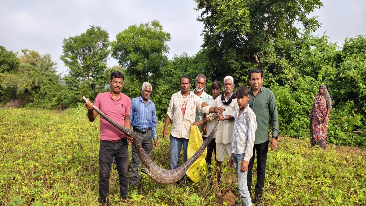 10 फीट लंबे अजगर ने किया कुत्ते का शिकार, फिर मूंगफली के खेत में फरमाने लगा आराम, वन विभाग ने किया रेस्क्यू