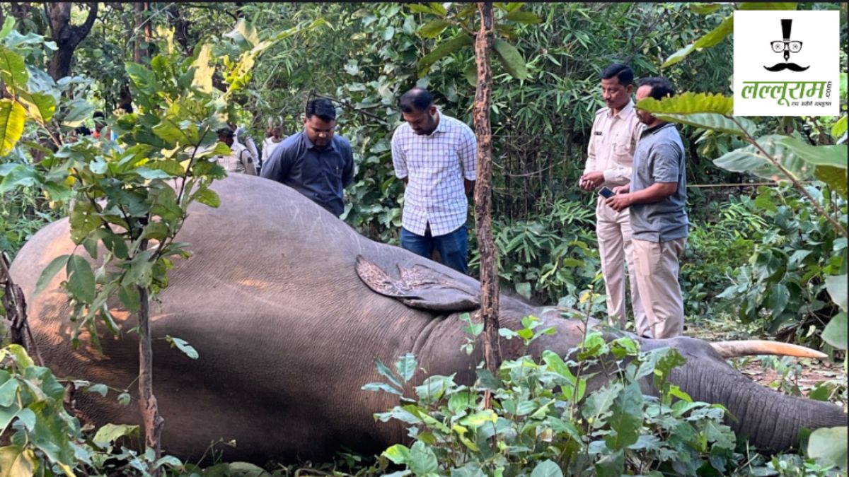 CG News : शिकारियों ने जंगली सुअर को मारने लगाया था करंट वाला तार, चपेट में आकर दंतेल हाथी की मौत, 3 गिरफ्तार
