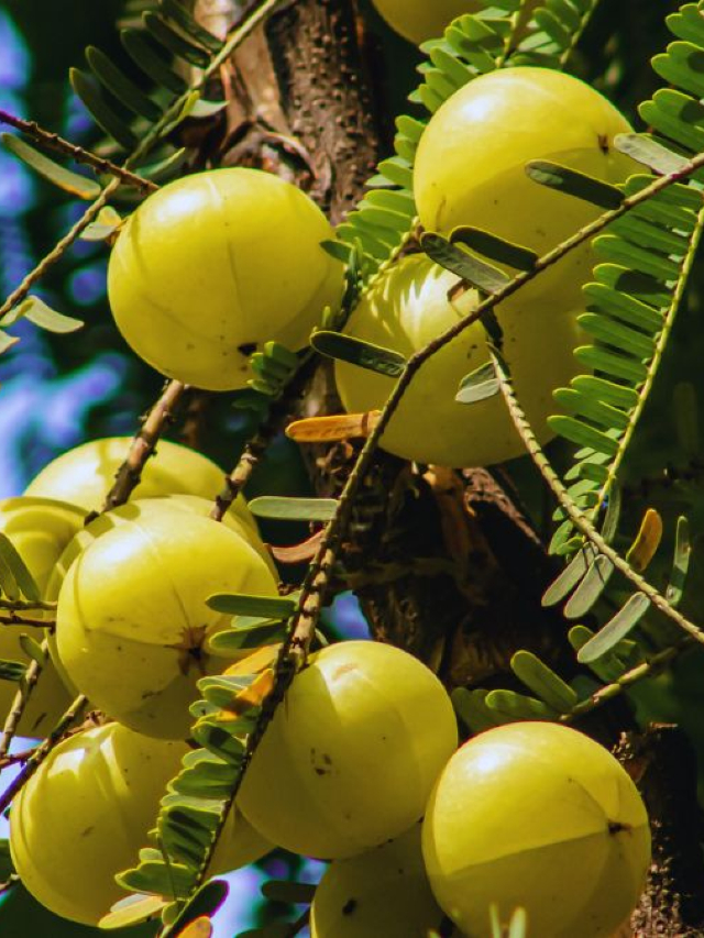 Akshaya Navami 2025 Date: 30 या 31 अक्टूबर कब है अक्षय नवमी? जानिए सही तारीख, शुभ मुहूर्त