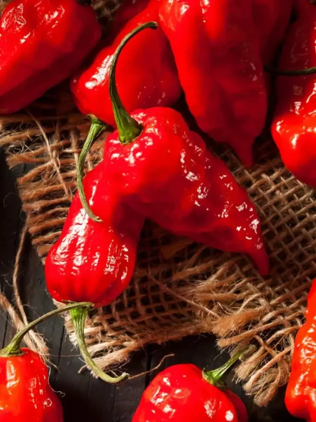 Hottest Chilli In The World: दुनिया की सबसे तीखी मिर्च, एक बाइट खाते ही खुल जाएंगी दिमाग की बत्ती