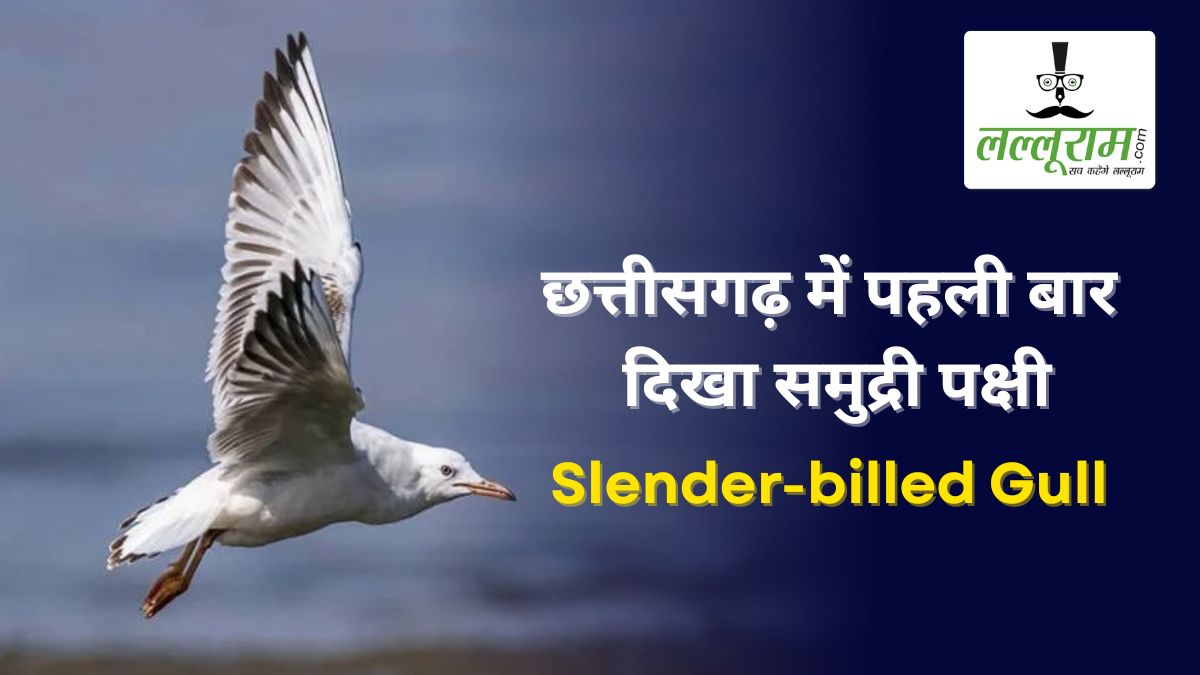 छत्तीसगढ़ में पहली बार दिखा समुद्री पक्षी Slender Billed Gull