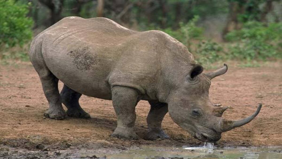 पटना जू के समय में बदलाव, फरवरी तक रहेगा नया टाइम टेबल,  जानिए नई व्यवस्था और जानवरों के लिए क्या किया गया है खास इंतजाम