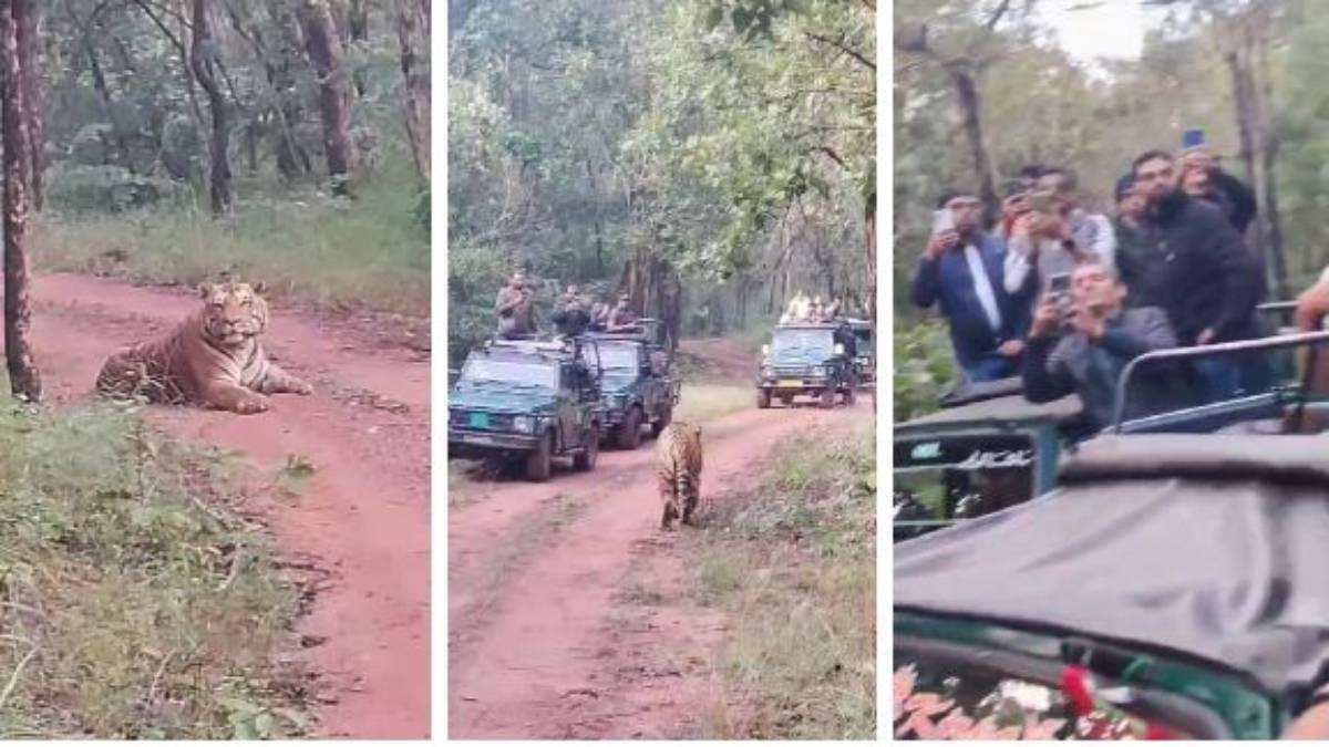 सतपुड़ा टाइगर रिजर्वः जंगल सफारी में टाइगर ने रोका  सैलानी का रास्ता, रोमांचित हुई पर्यटक, वीडियो वायरल