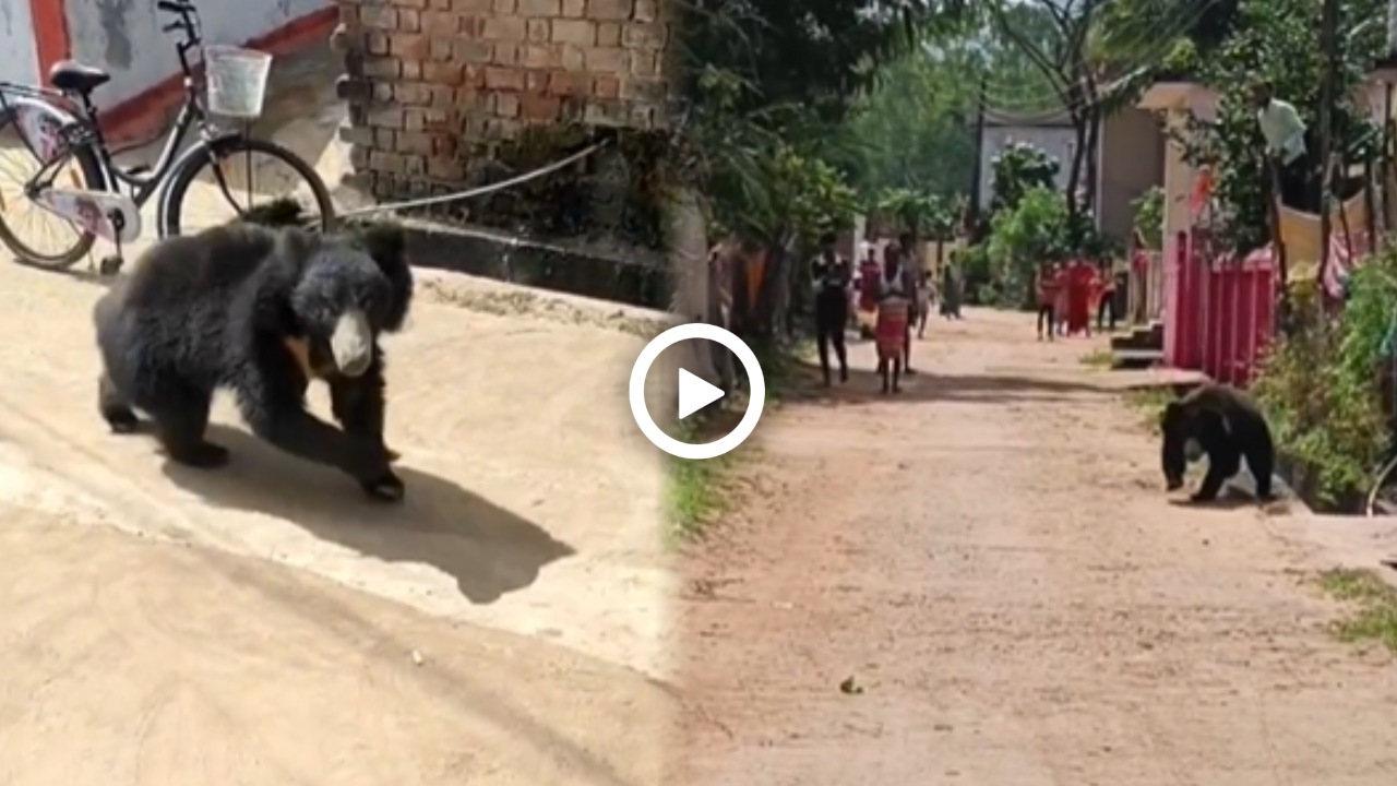 छत्तीसगढ़ के इस गांव में दिनदहाड़े घुसा आया भालू, देखें Video…
