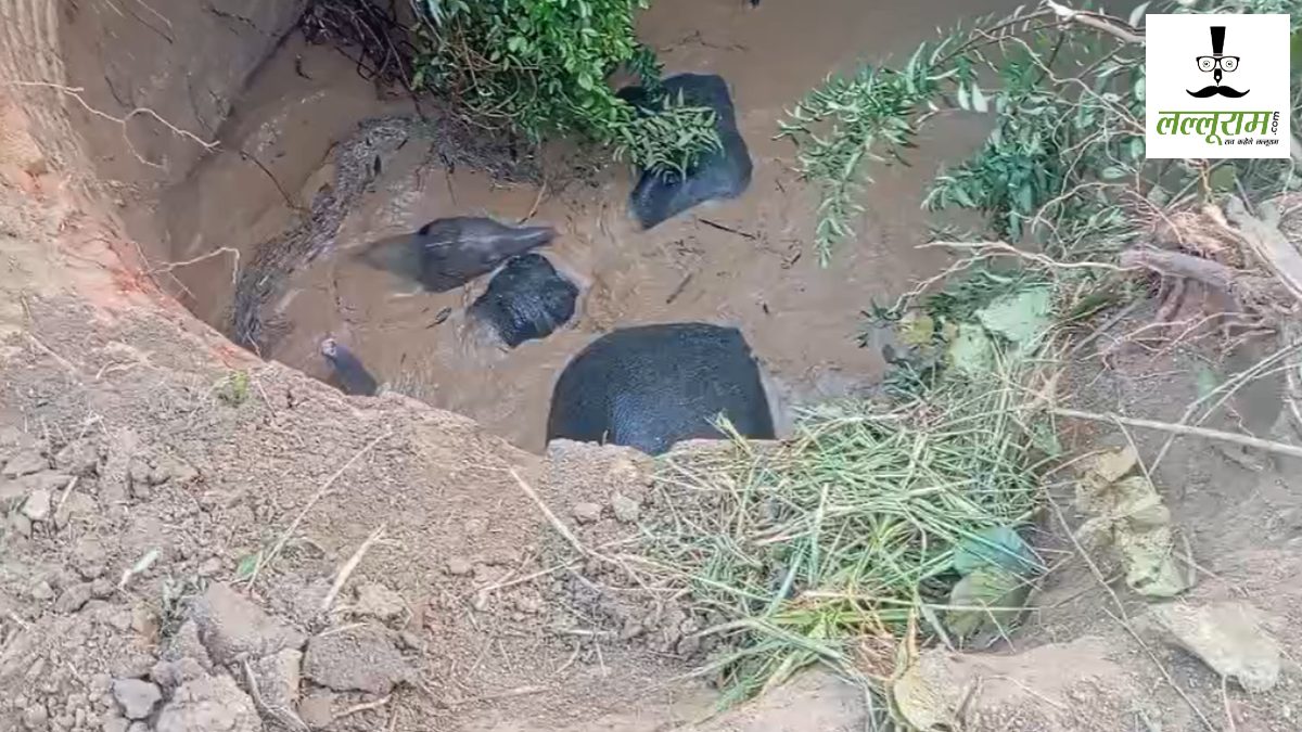 CG News: कुएं में गिरे शावक समेत 3 हाथियों का दल, रेस्क्यू के लिए पहुंची वन विभाग की टीम