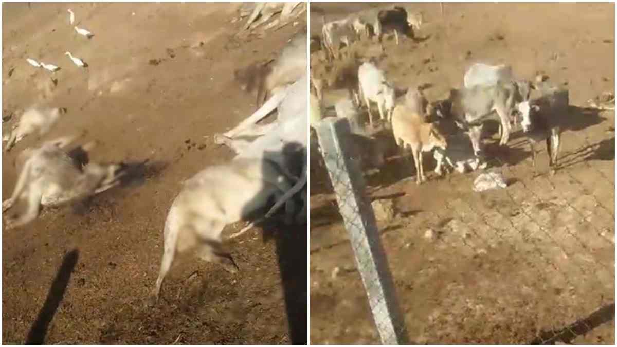 गौशाला में तड़प-तड़प कर मरीं दो दर्जन से ज्यादा गायें: करोड़ों खर्च के बाद भी भूख और प्यास से बेजुबानों की हो रही मौत, सिस्टम बना तमाशबीन