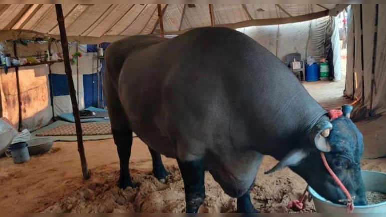 Fact Check: क्या सच में 21 करोड़ के अनमोल भैंसे की मौत हो गई ?