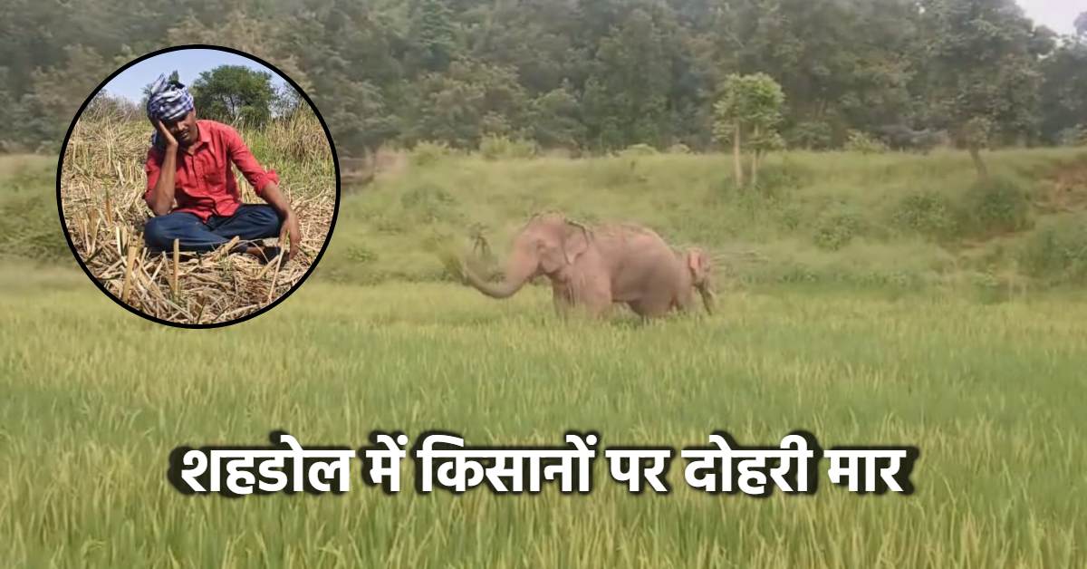 शहडोल में किसानों पर दोहरी मार: बारिश के बाद हाथियों के हमले से फसलें तबाह, मशाल जलाकर रतजगा कर रहे ग्रामीण
