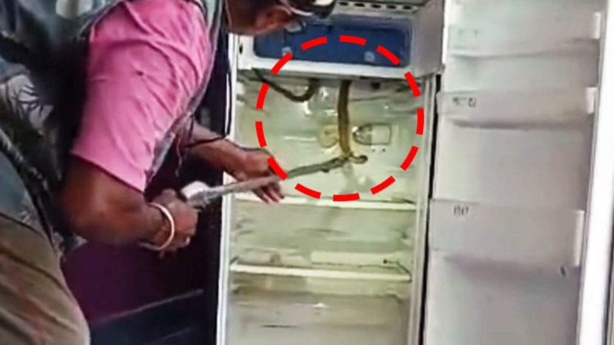 पुरी में चौंकाने वाली घटना: फ्रिज के फ्रीजर में निकला जहरीला कोबरा, मचा हड़कंप!