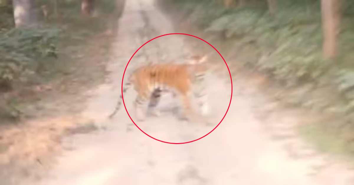 मौज-मौज में मौत से सामनाः पर्यटकों को देखते ही टूट पड़ा बाघ, वायरल VIDEO देखकर मुंह को आ जाएगा कलेजा