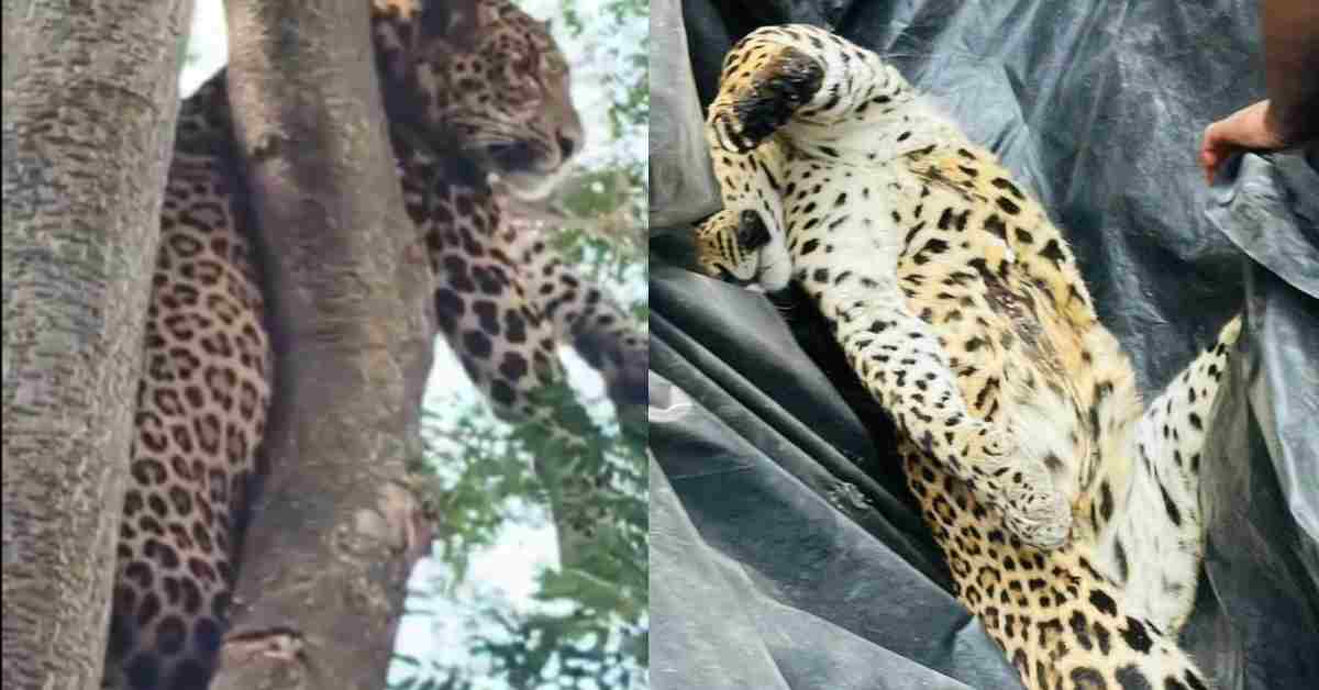 करंट की चपेट में आया तेंदुआ, पेड़ पर चढ़ते वक्त हाईटेंशन तार से चिपका, मौके पर मौत