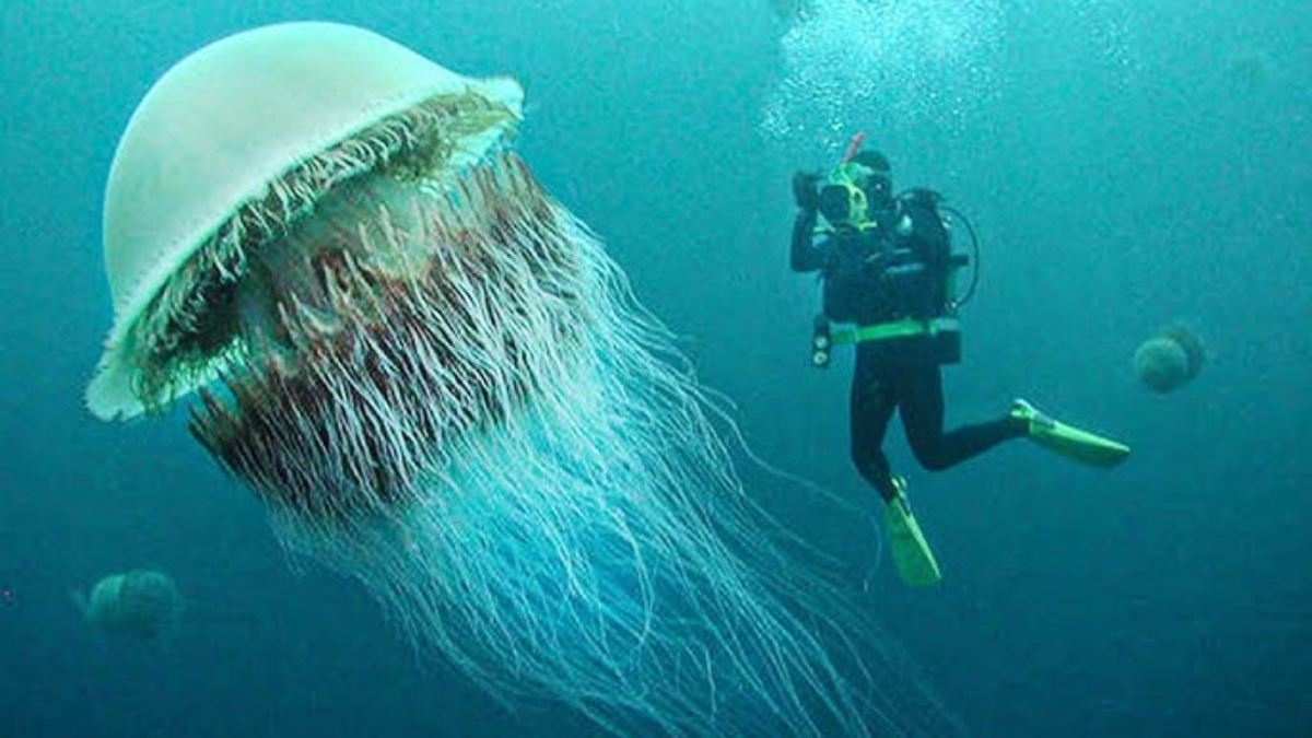 World Jellyfish Day: ‘विश्व जेलीफिश दिवस’ आज, जानिए इसकी अमर प्रजाति, हैरान करने वाले तथ्य और महत्व…