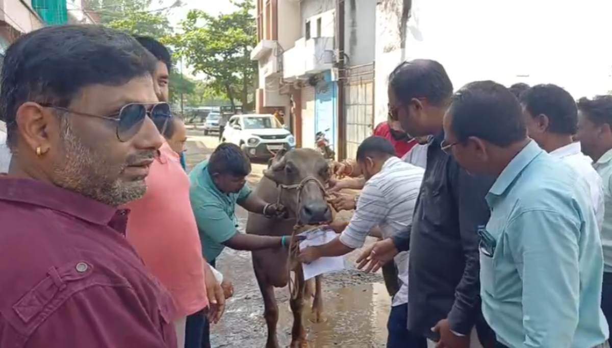 बदहाल सड़कों को लेकर कांग्रेस का प्रदर्शन: अधिकारी नहीं आए तो भैंस को सौंपा ज्ञापन, नाराज पशु सींग मारने दौड़ा तो भागने लगे प्रदर्शनकारी