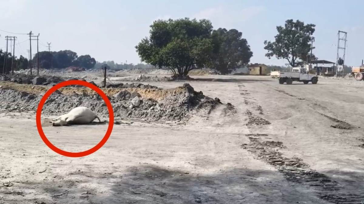 कोयला खदान उगल रही मौत: बारूद वाला दूषित पानी पीने से 5 गायों ने तड़प-तड़प कर तोड़ा दम, SECL प्रबंधन पर लीपापोती के आरोप