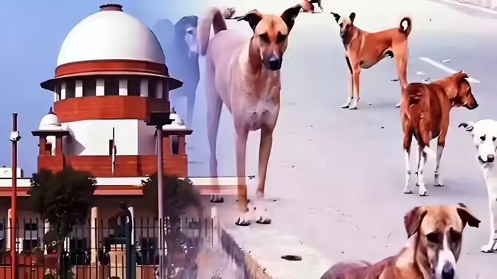 आवारा कुत्तों के मामले में राज्य सरकारों ने पेश किया हलफ़नामा, सुप्रीम कोर्ट में हाजिर हुए सभी राज्यों के मुख्य सचिव